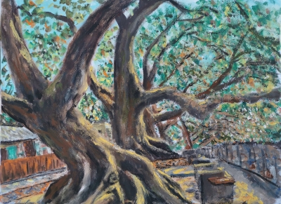 赤柱八棟屋前老樹